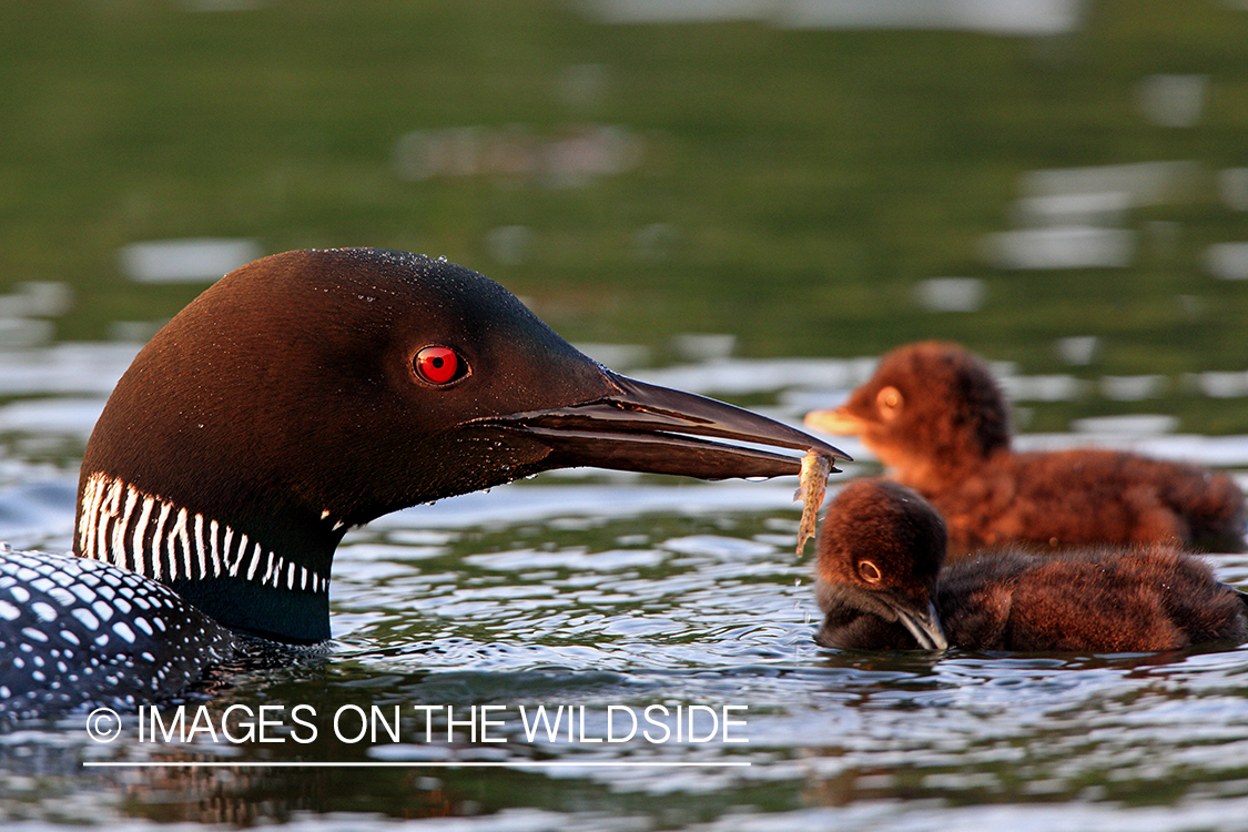 Common Loon feeding chicks.