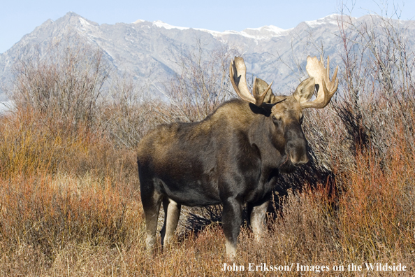 Shiras bull moose in habitat.