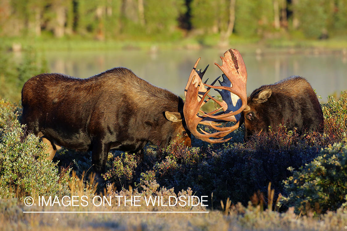 Shiras bull moose fighting in habitat.