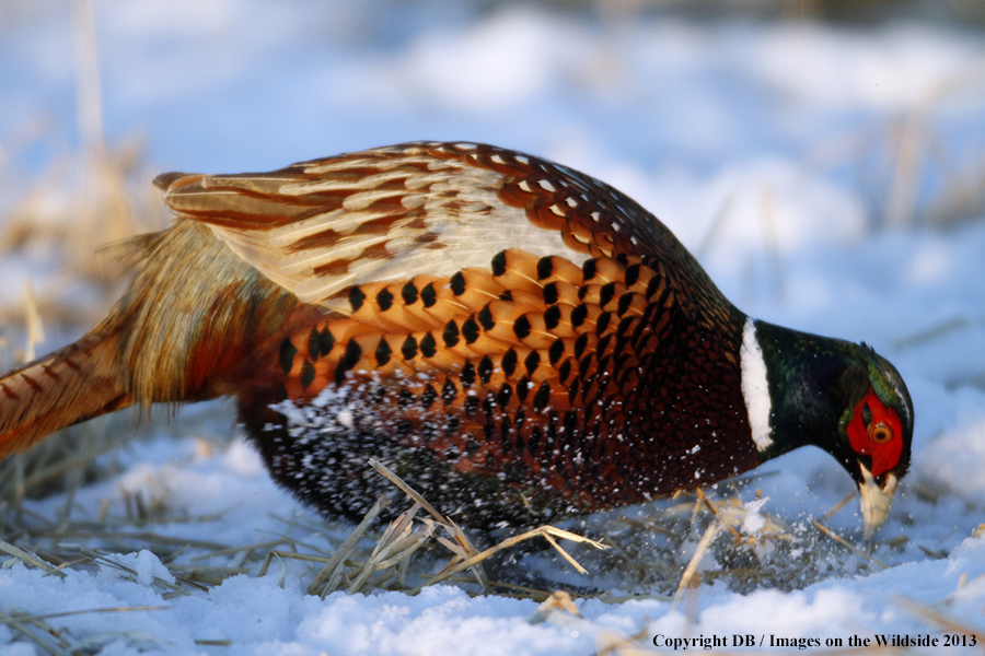 Ring-necked pheasant in habitat