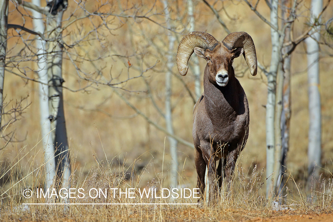 Bighorn sheep in habitat.