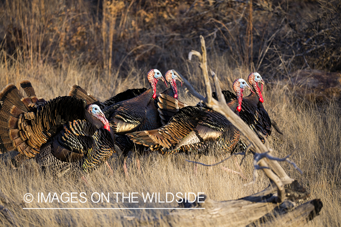 Flock of Rio Grande Turkeys in habitat.