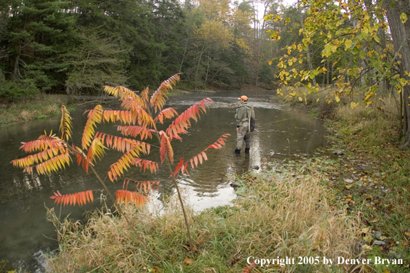 Flyfisherman wading in stream.