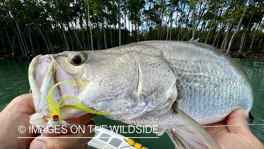 Flyfisherman with barramundi.