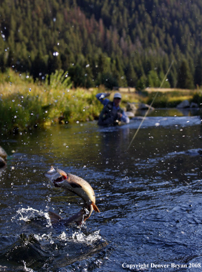 Flyfisherman with nice rainbow trout jumping