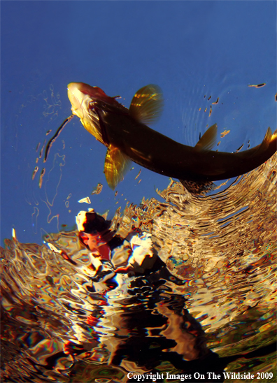 Flyfisherman with Brown Trout