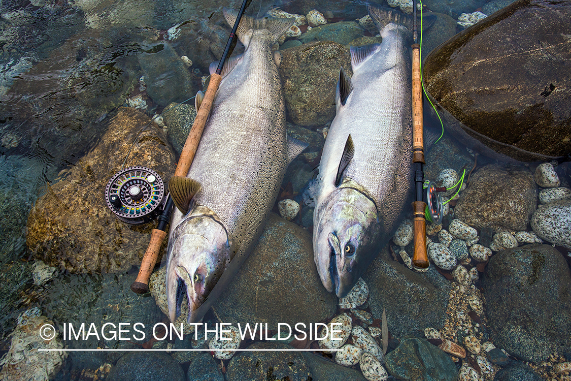 King salmon fishing in Chile.