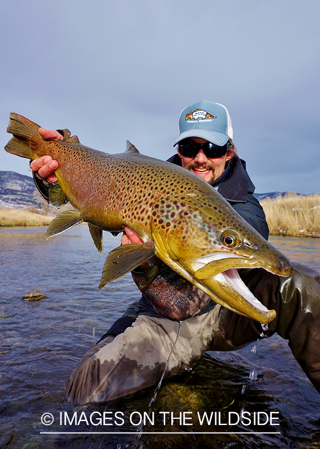 Flyfisherman releasing Brown Trout.