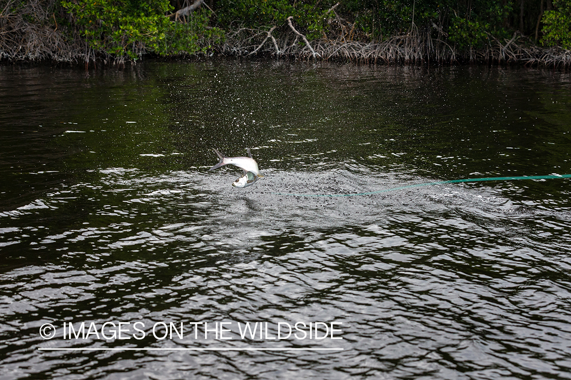 Tarpon on the line jumping.