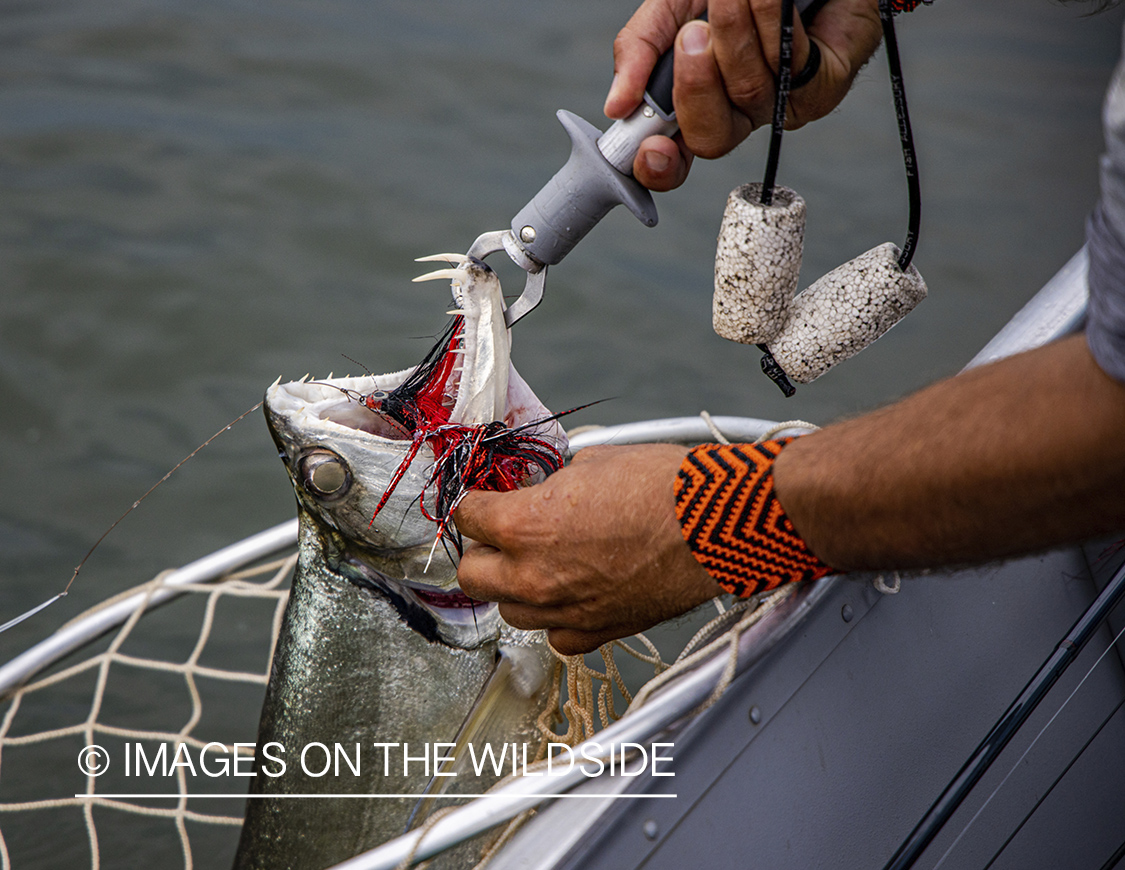 Flyfisherman with payara.