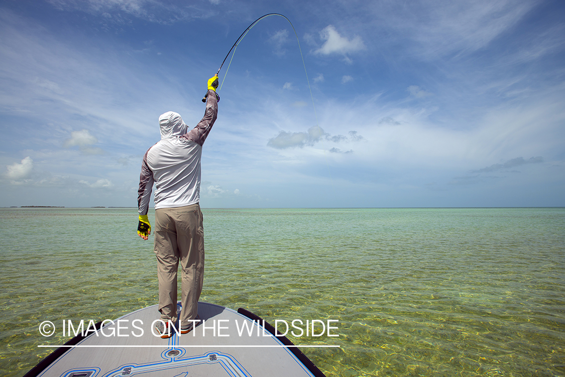 Flyfisherman fighting bonefish.