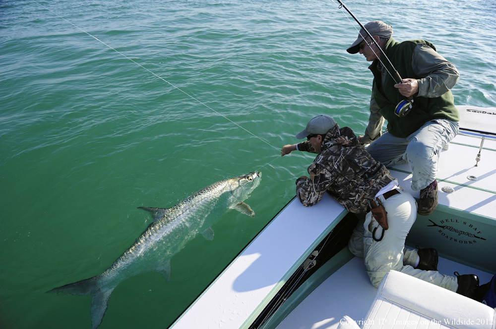 Flyfishermen with Tarpon. 