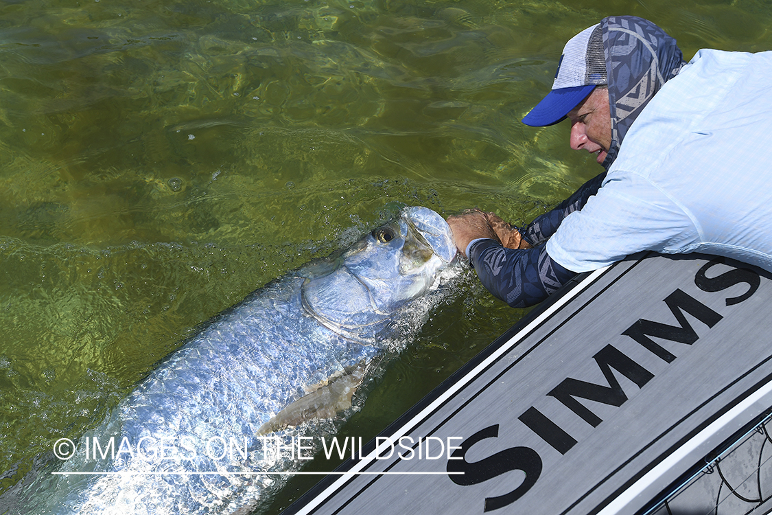 Flyfisherman landing tarpon on flats of Florida Keys.