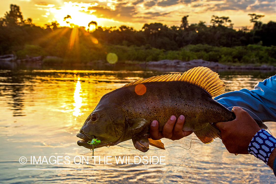 Flyfisherman with peacock bass on river in Kendjam region, Brazil.