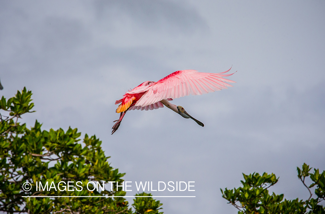 Roseate spoonbill in flight.