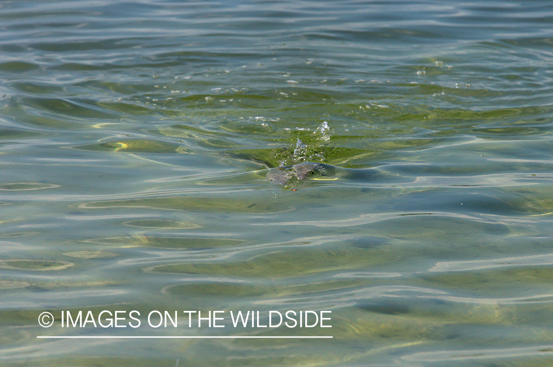 Bonefish chasing fly.