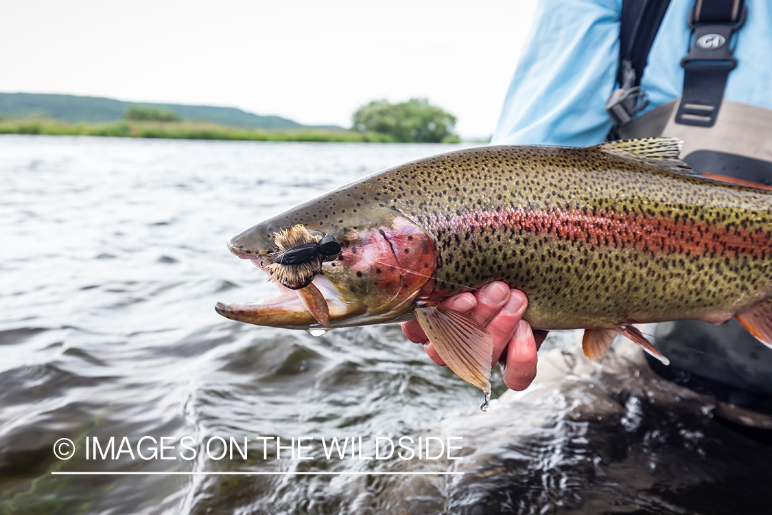 Rainbow trout caught with mouse pattern fly in Kamchatka Peninsula, Russia.