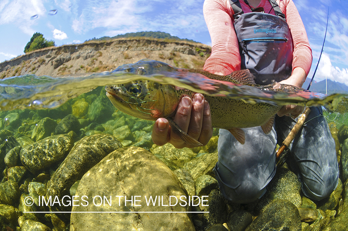 Rainbow trout.