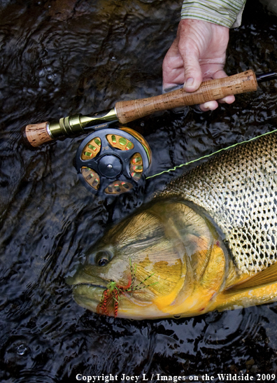 Golden Dorado fish species