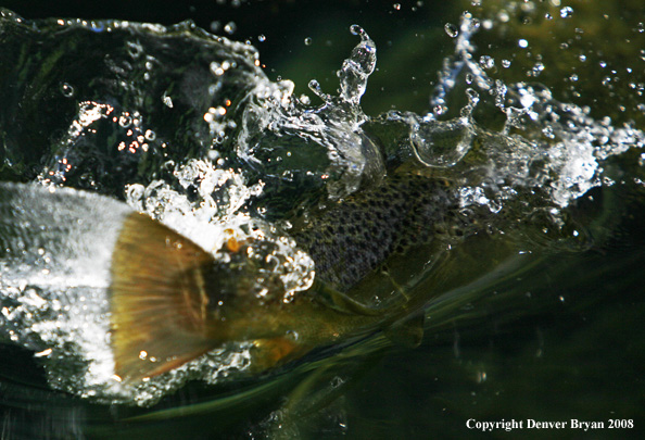 Brown Trout underwater