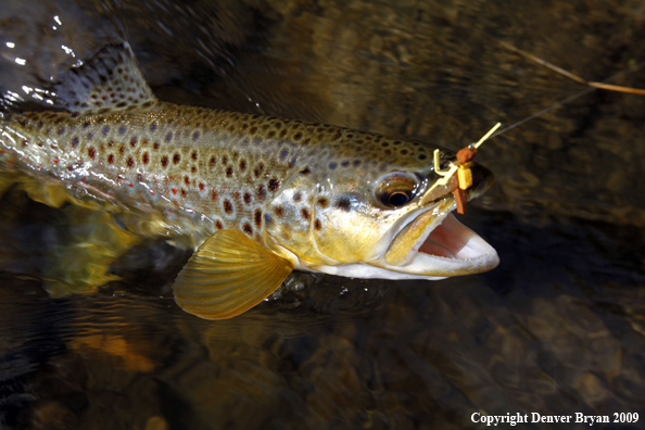 Brown trout species