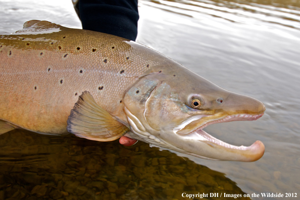 Sea run brown trout. 