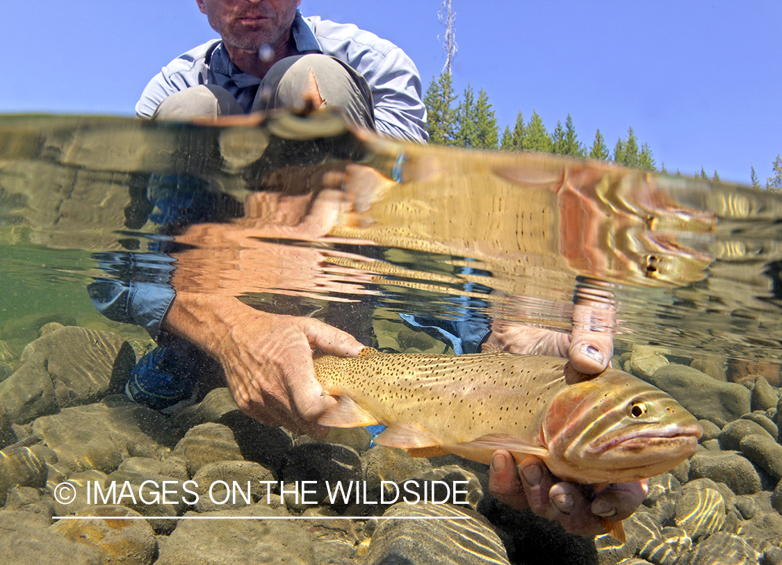 Cutthroat Trout. 