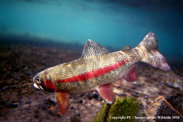 Redband Rainbow Trout