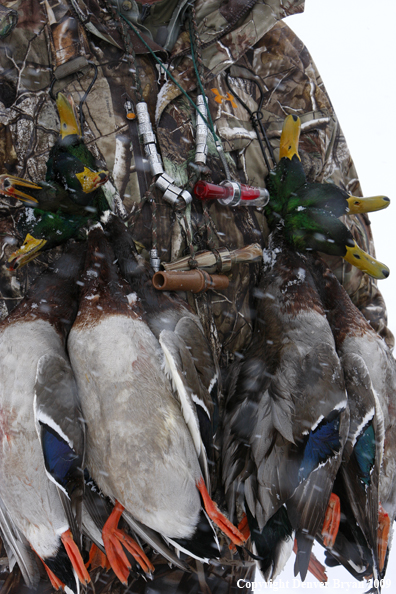 Hunter-killed mallard ducks.