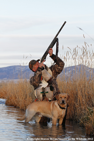 Duck hunter with bagged mallards and yellow labrador retriever. 