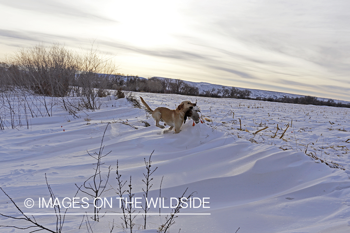 Yellow labrador retrieving downed waterfowl.