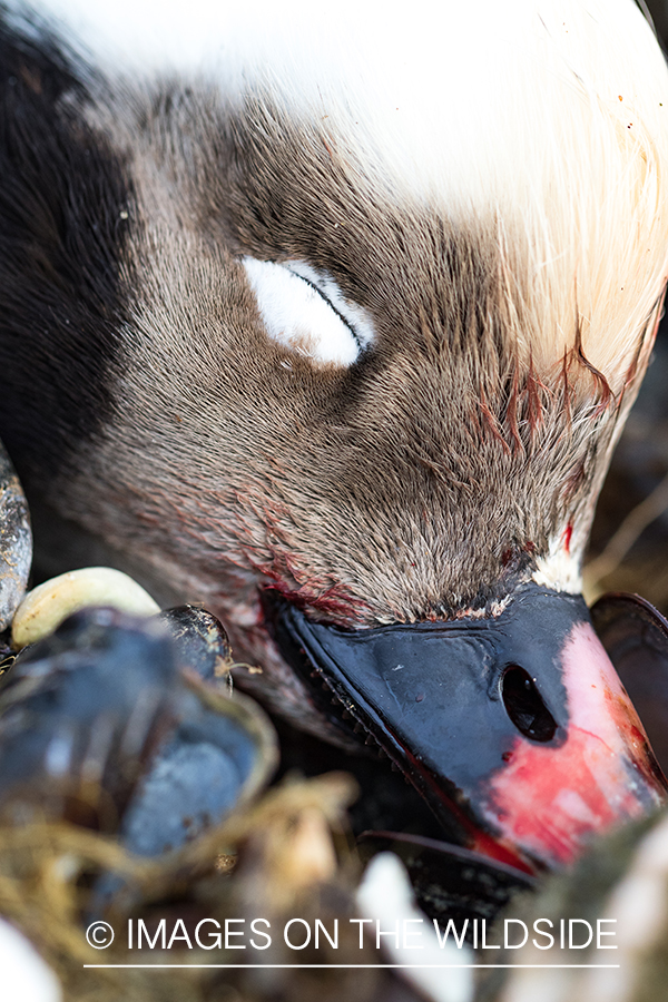 King Eider and Long-tailed duck hunting in Alaska, downed Long-tailed duck close-up.