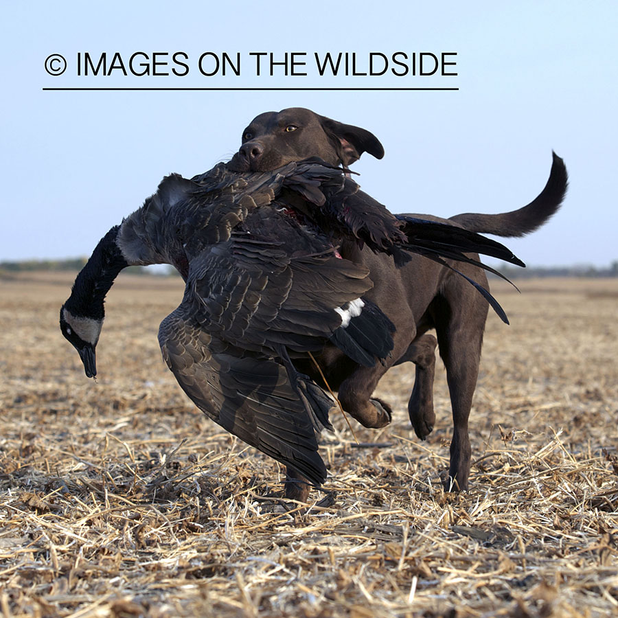 Chocolate lab retrieving downed canadian goose.