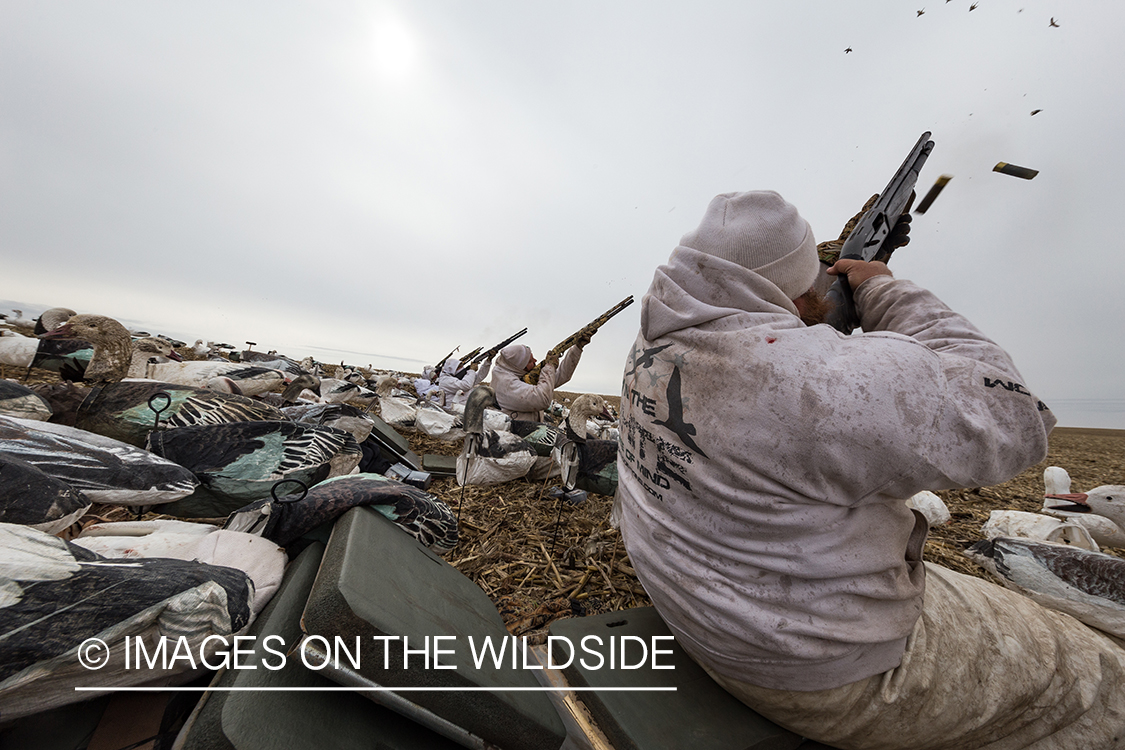 Hunters shooting geese.
