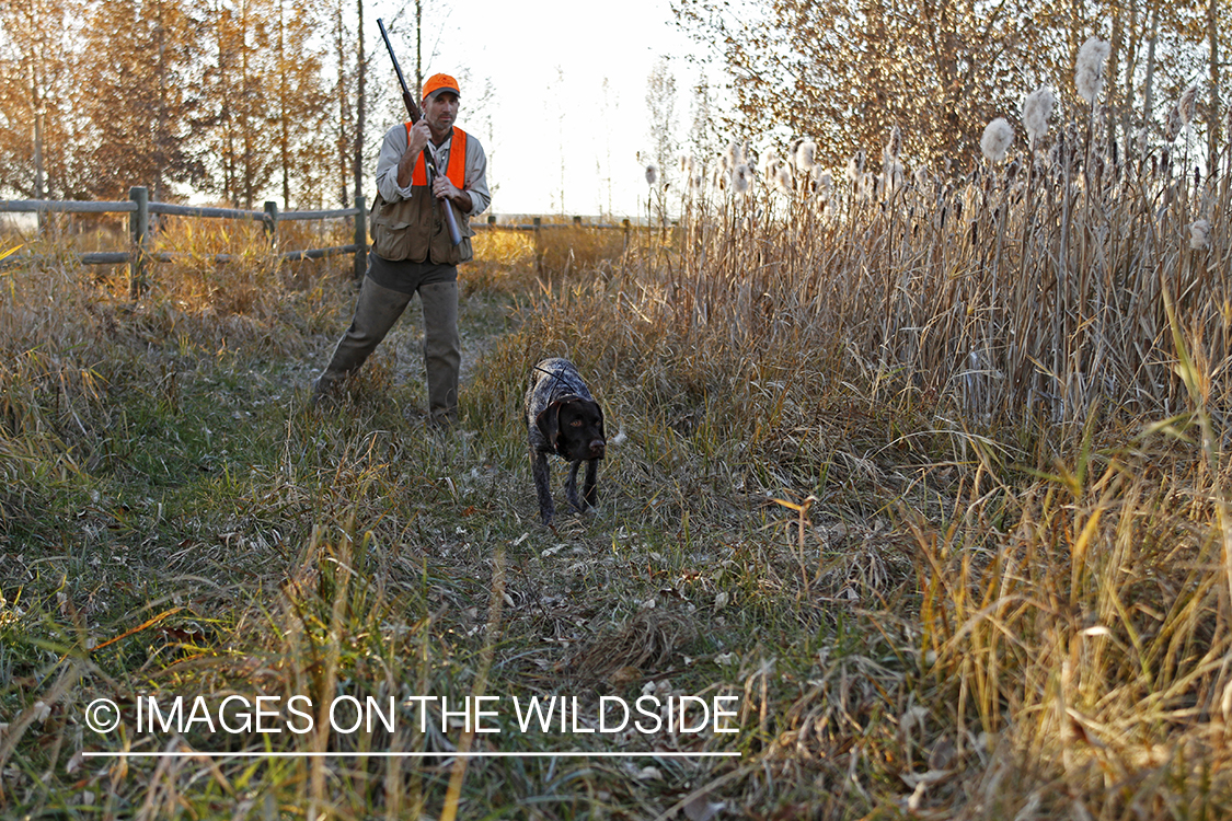 Upland game bird hunter in field with Griffon Pointer.