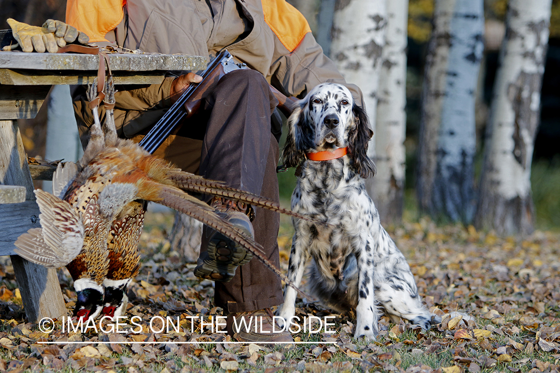 Hunter with English Setter in autumn.