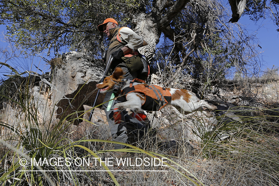 Mearns quail hunting with Brittany Spaniel.