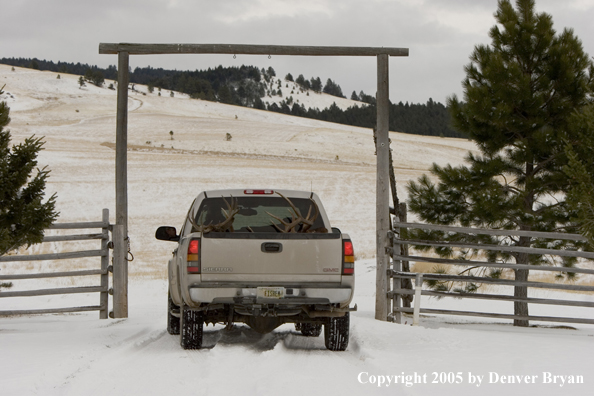 Field dressed bull elk and mule deer in back of truck.