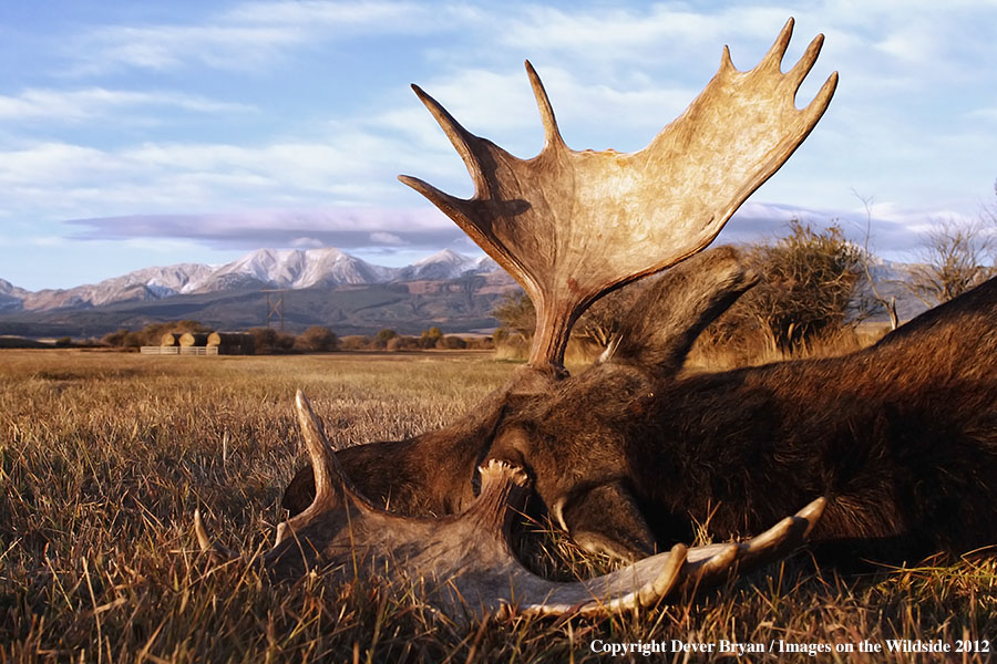 Downed bull moose in field.