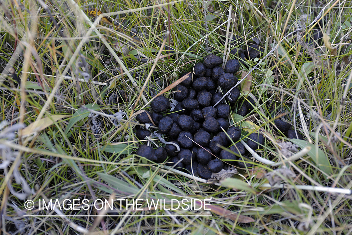 Elk scat