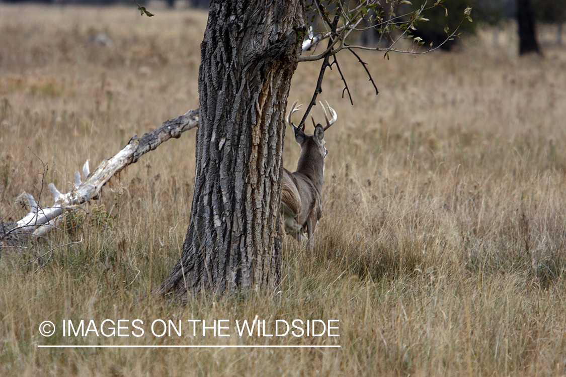 Whitetail buck running in field.