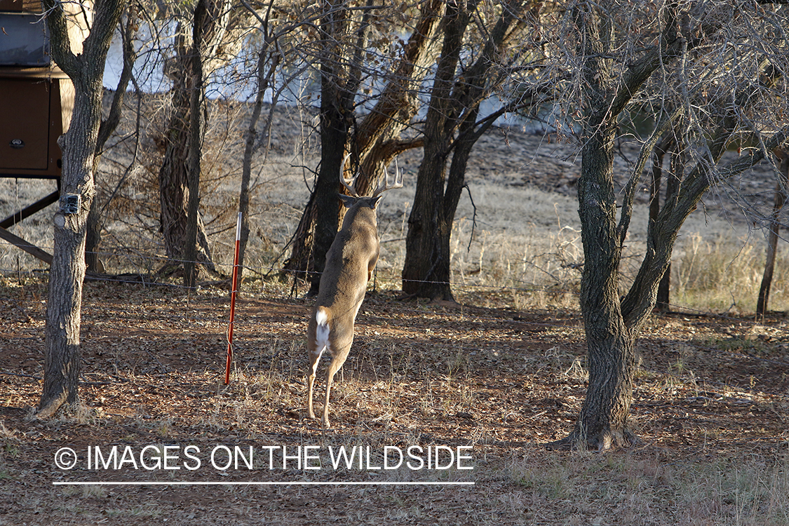 White-tailed buck jumping fence.