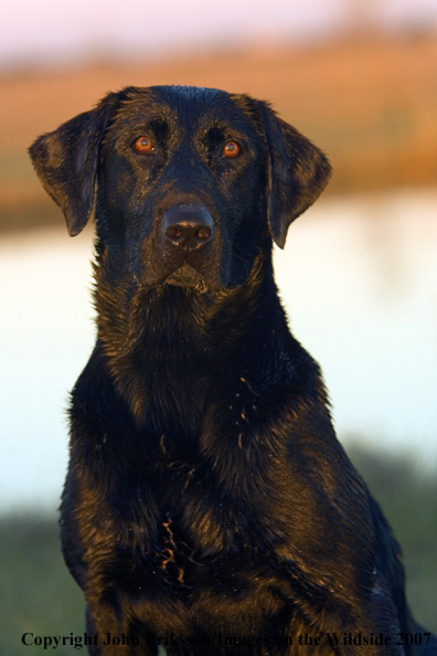 Black Labrador Retriever