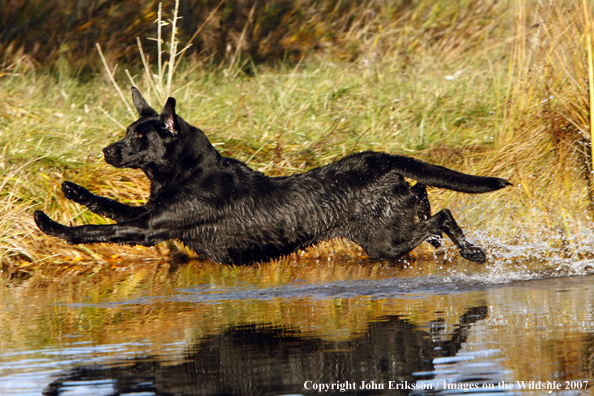 Black Labrador Retriever in field