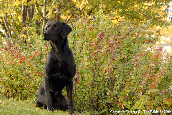 Black Labrador Retriever