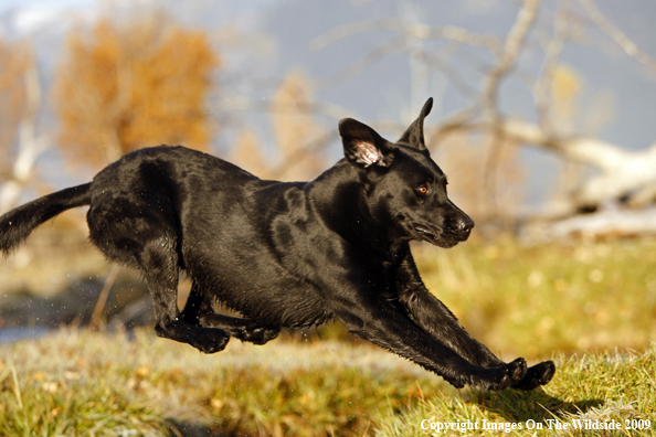 Black Labrador Retriever