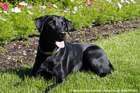 Black Labrador Retriever in yard