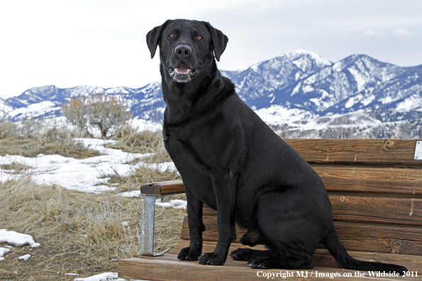 Black Labrador Retriever in winter. 