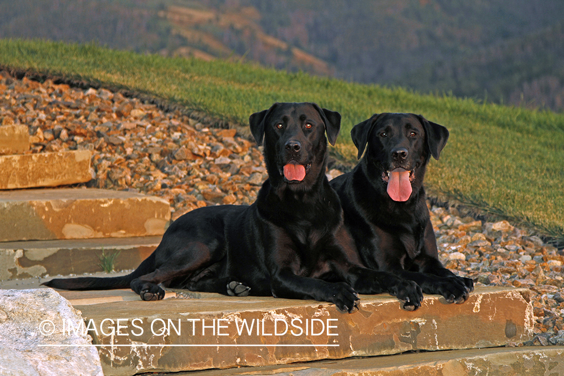 Black Labrador Retrievers