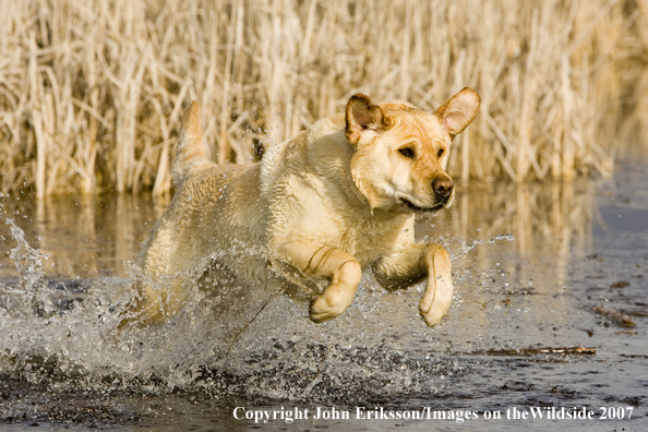 Yellow Labrador Retriever